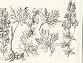 Aconite