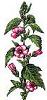 Althaea