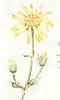 Arnica mountain