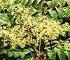 Aralia