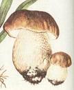 Белый гриб  (Боровик).