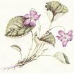 Violet