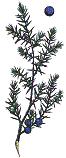 Juniper