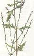Verbena