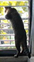 Cat Tigric at home